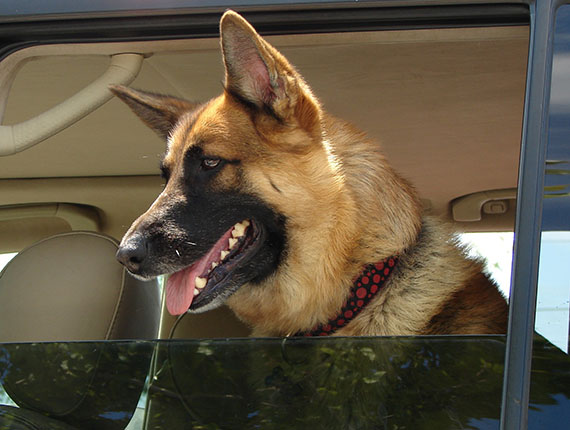 Хотел за кучета Транспорт